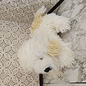 Vintage 2000 Animal Alley Toys R'Us cream color shaggy fluffy dog puppy collar